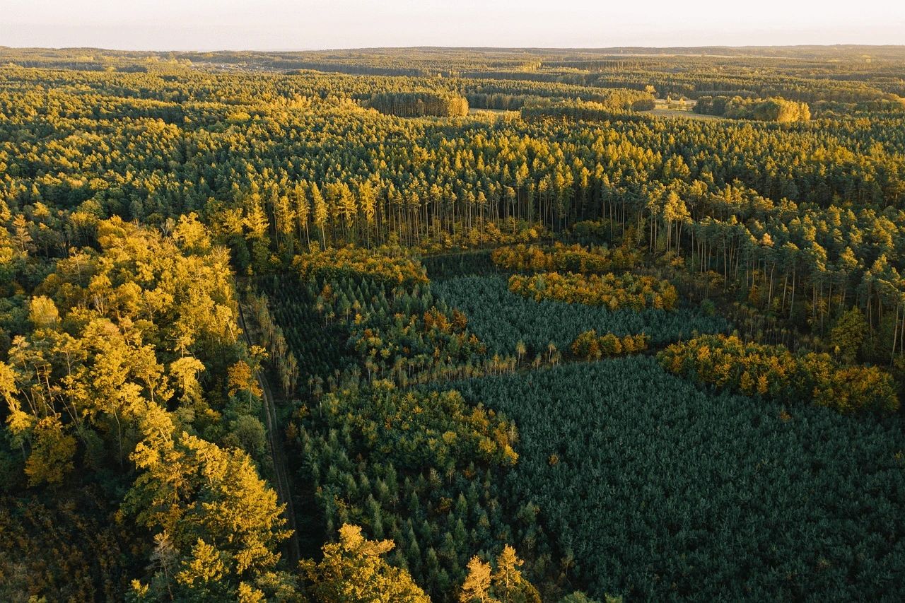 Wald