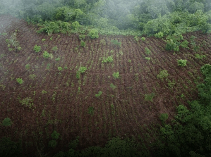 Pflanzprojekt Impression 3