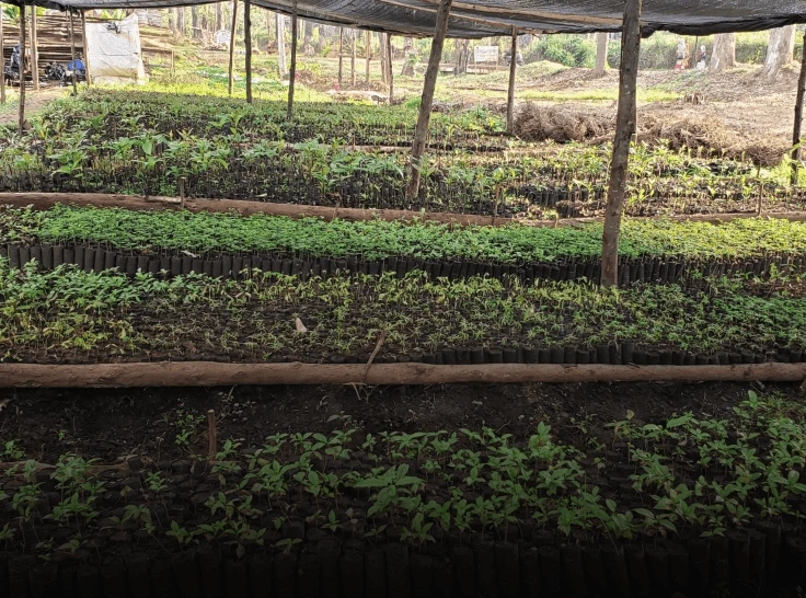 Pflanzprojekt Impression 4