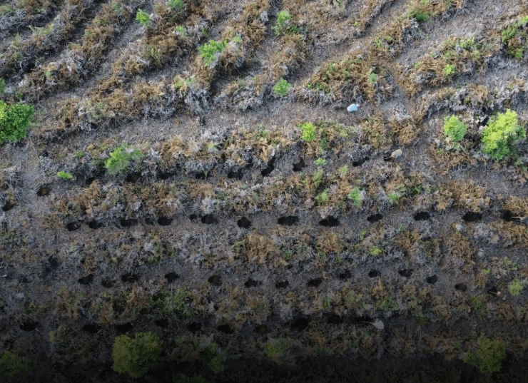 Pflanzprojekt Impression 5