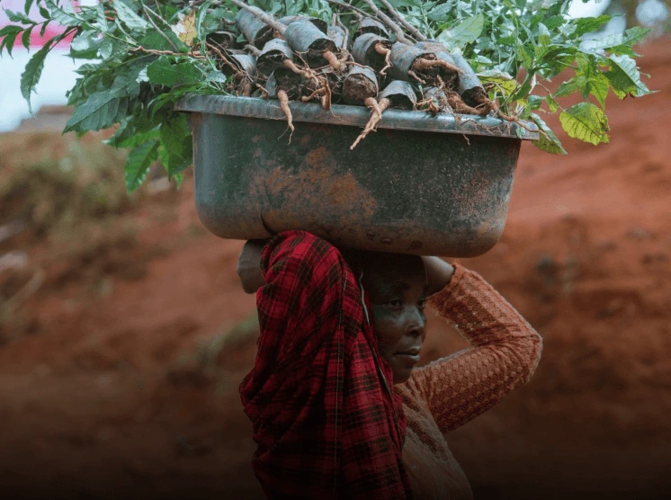 Pflanzprojekt Impression 7