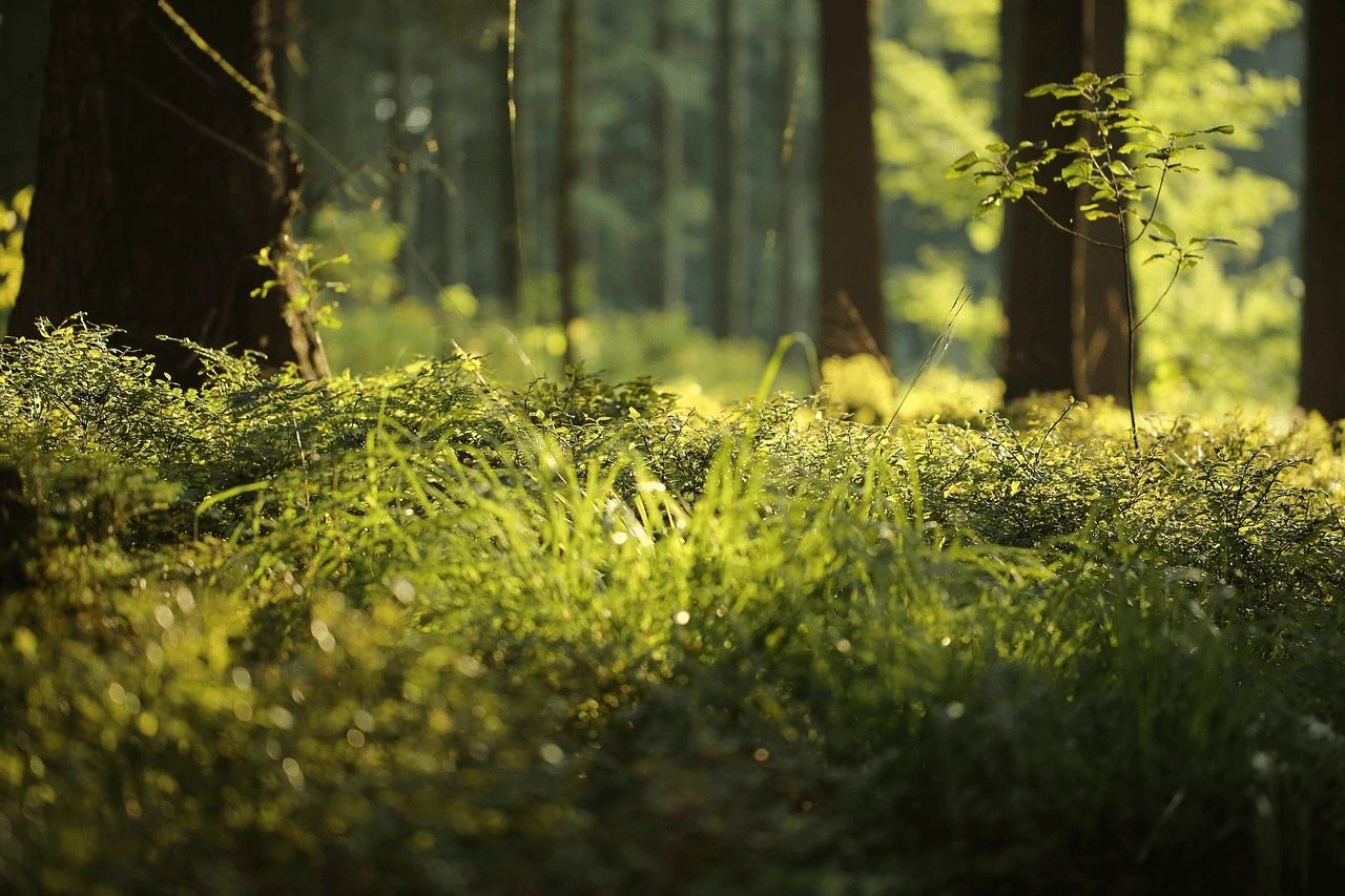 Waldboden